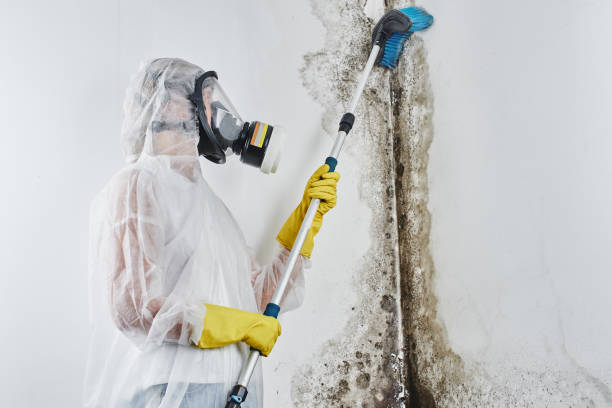 Office Mold Removal Services in Ridgely, MD