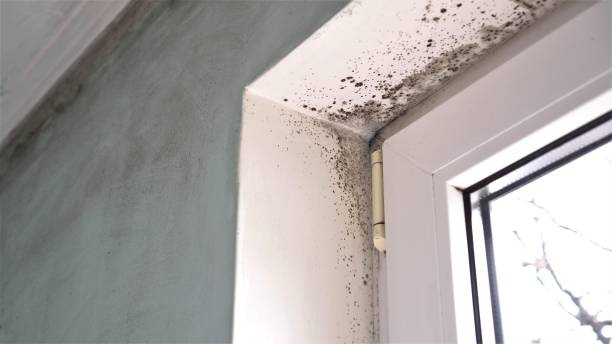 Best Black Mold Removal  in Ridgely, MD