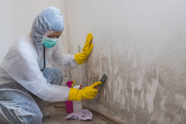 Best Toxic Mold Removal  in Ridgely, MD