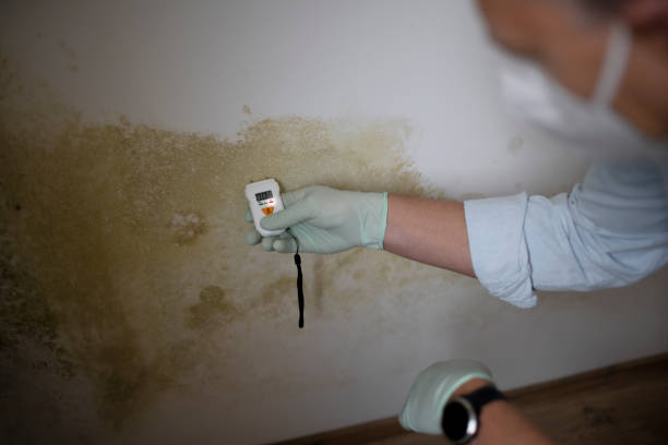 Trusted Ridgely, MD Mold Removal Experts