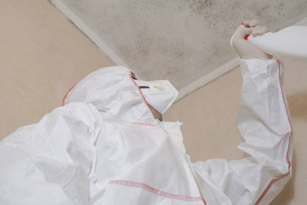 Best Affordable Mold Removal  in Ridgely, MD