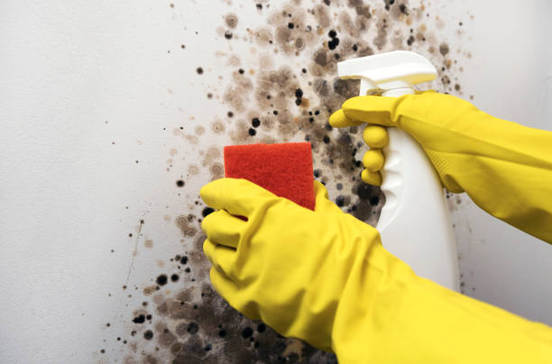 Best Emergency Mold Removal  in Ridgely, MD