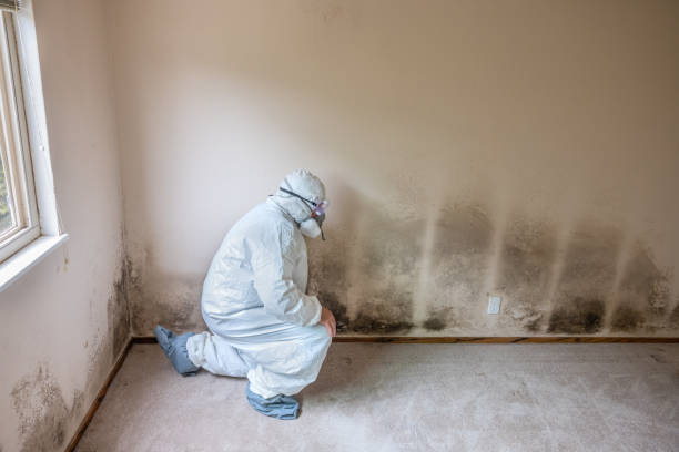 Best Commercial Mold Removal  in Ridgely, MD