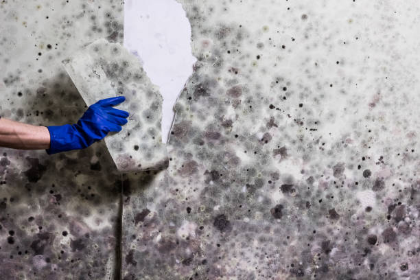 Best Commercial Mold Removal  in Ridgely, MD