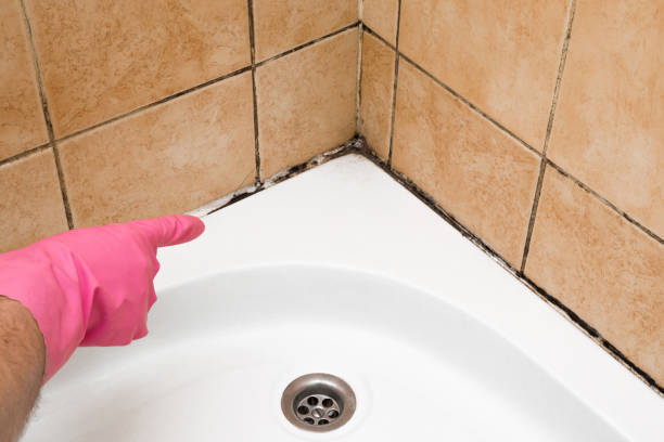 Best Affordable Mold Removal  in Ridgely, MD